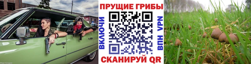 Псилоцибиновые грибы прущие грибы  Купить  Мариинск 